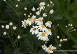 Tanacetum corymbosum