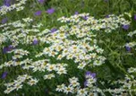 Tanacetum corymbosum