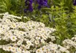 Tanacetum corymbosum