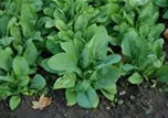 Spinacia oleracea