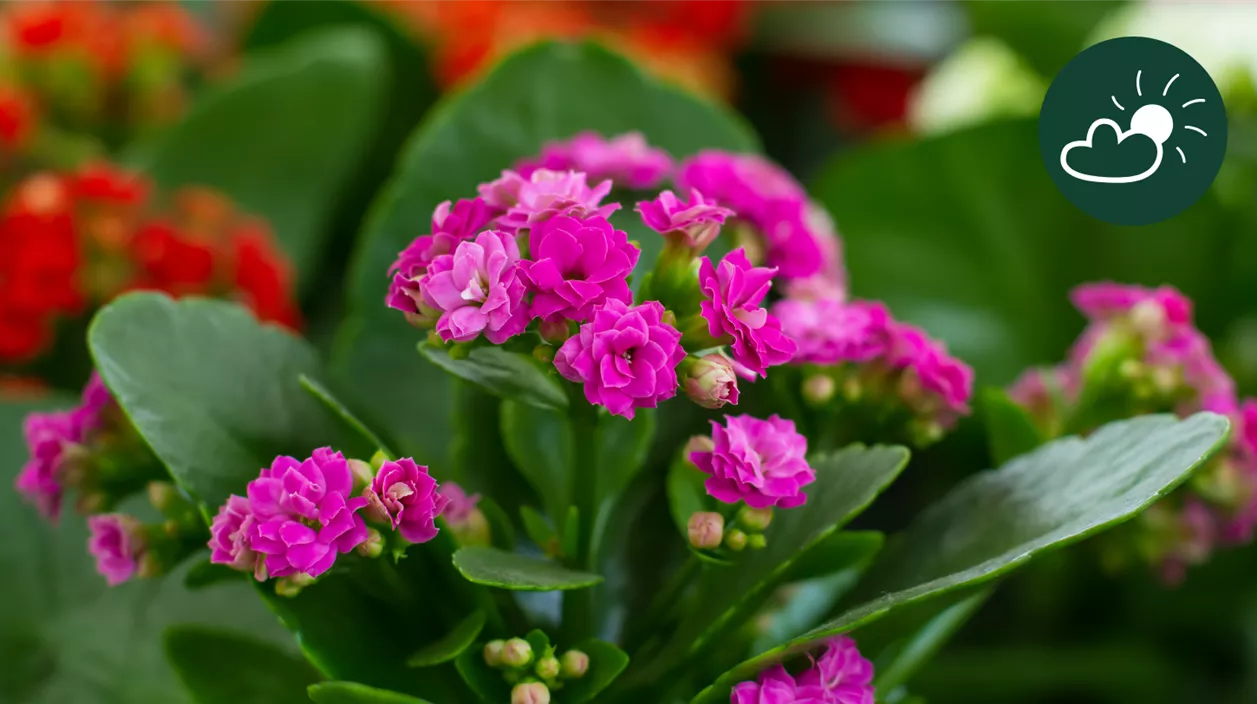 kalanchoe.png