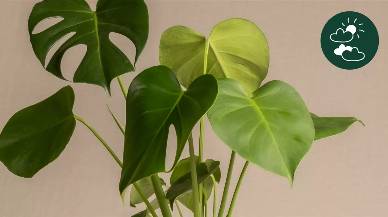 monstera.png