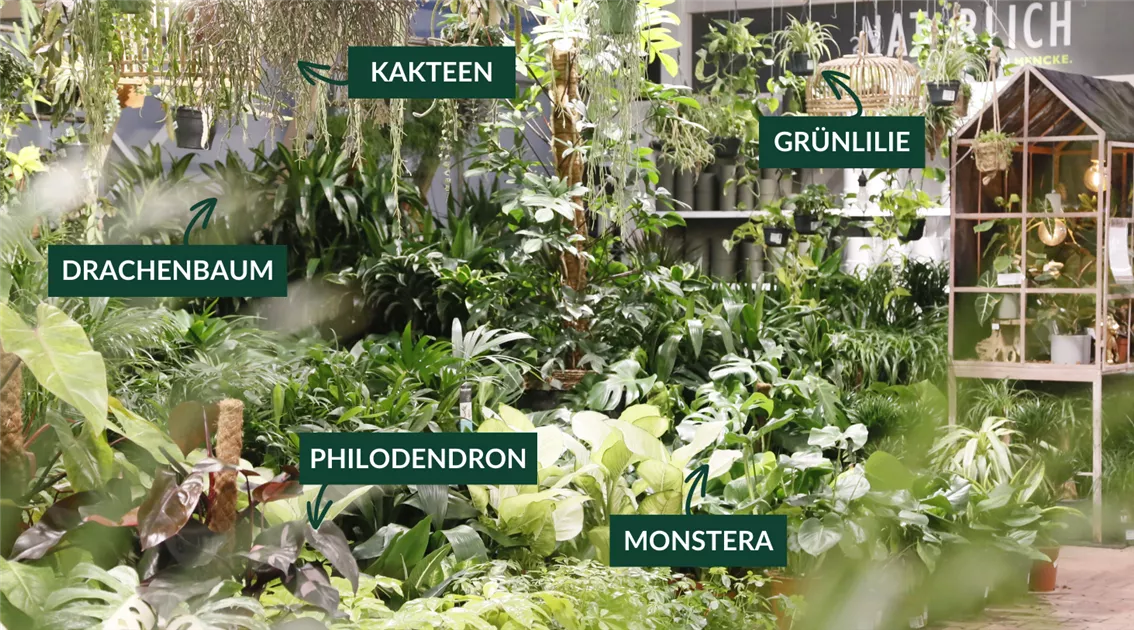 zimmerpflanze flur Ficus Liana  Knstliche Zimmerpflanze  140 cm  Realistische