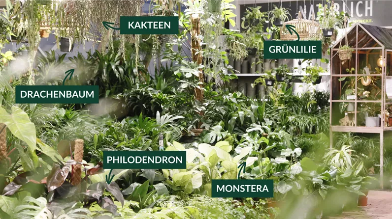 Robuste Zimmerpflanzen – nur die Harten kommen ähh… auf die Fensterbank! Robuste Zimmerpflanzen – nur die Harten kommen ähh… auf die Fensterbank!