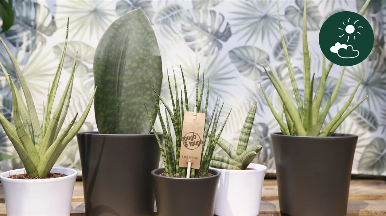 sanseveria.png