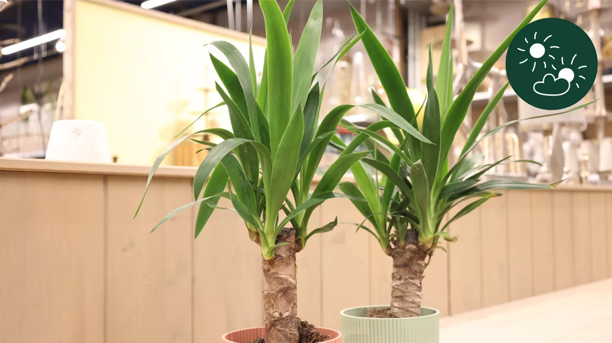 yucca palme.png