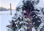 So erntet Ihr auch im Winter