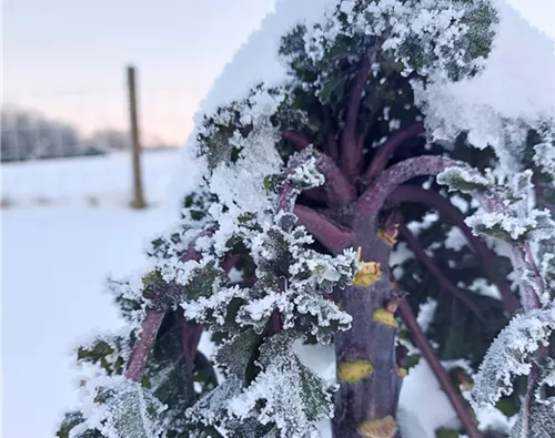 So erntet Ihr auch im Winter