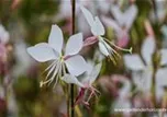Gaura lindheimerii