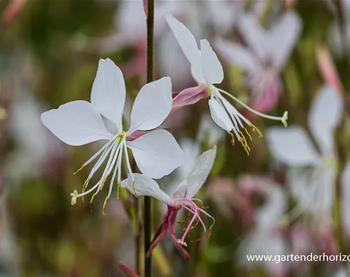 Gaura lindheimerii