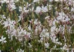 Gaura lindheimerii