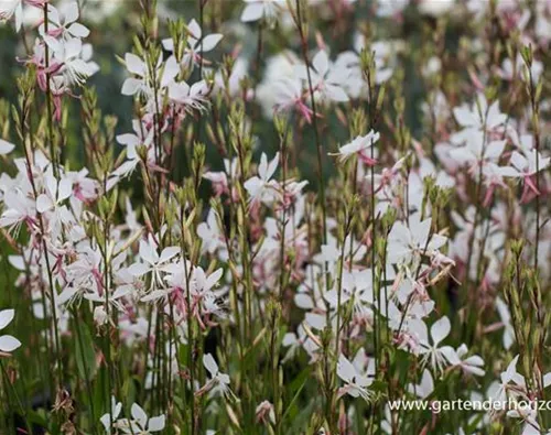 Gaura lindheimerii