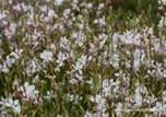 Gaura lindheimerii