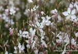 Gaura lindheimerii