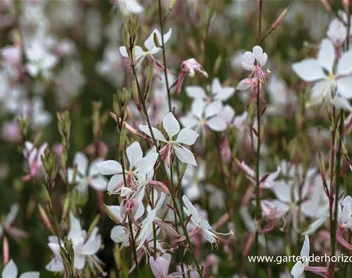 Gaura lindheimerii