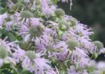 Monarda fistulosa