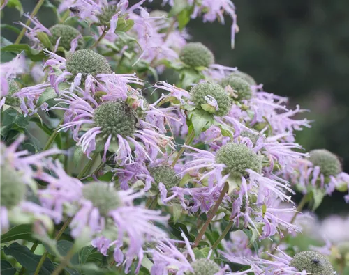 Monarda fistulosa