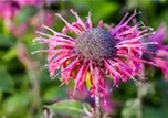 Monarda fistulosa