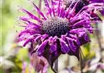 Monarda fistulosa