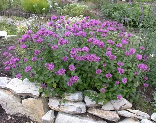 Monarda fistulosa