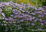 Monarda fistulosa