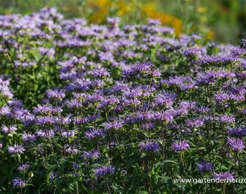 Monarda fistulosa