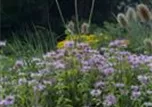 Monarda fistulosa