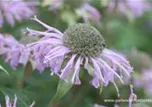 Monarda fistulosa