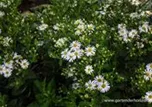 Aster ageratoides 