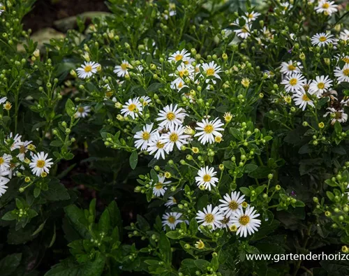 Aster ageratoides 
