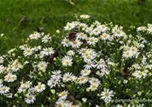 Aster ageratoides 
