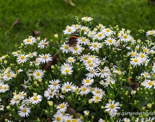 Aster ageratoides 