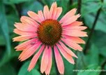 Echinacea purpurea 