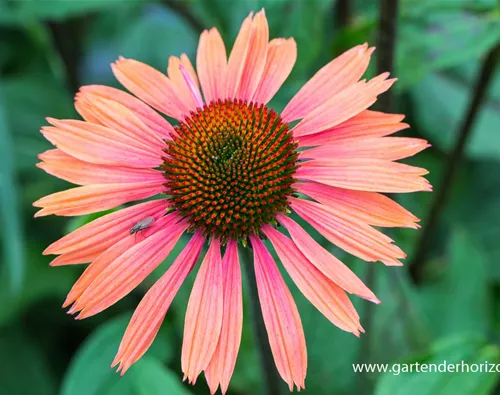 Echinacea purpurea 