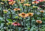 Echinacea purpurea 