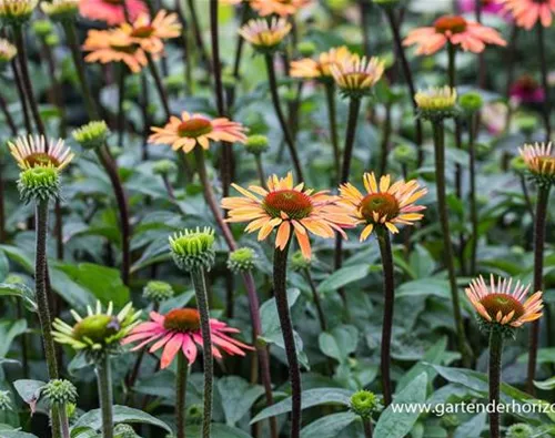 Echinacea purpurea 