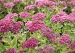 Sedum telephium