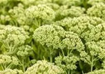 Sedum telephium