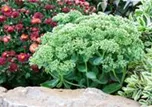 Sedum telephium