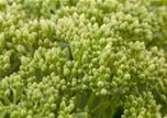 Sedum telephium
