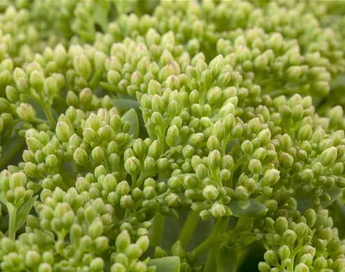 Sedum telephium