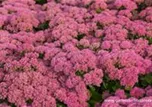 Sedum telephium