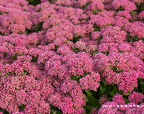 Sedum telephium