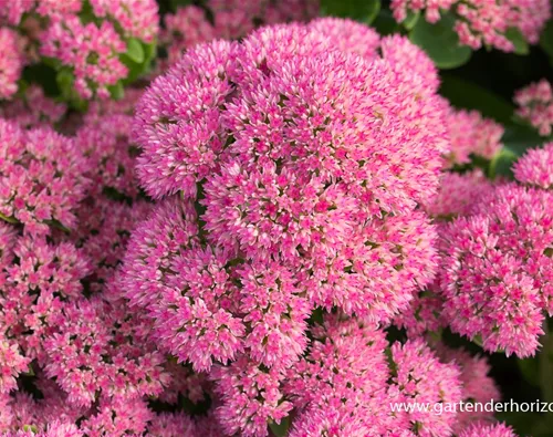 Sedum telephium