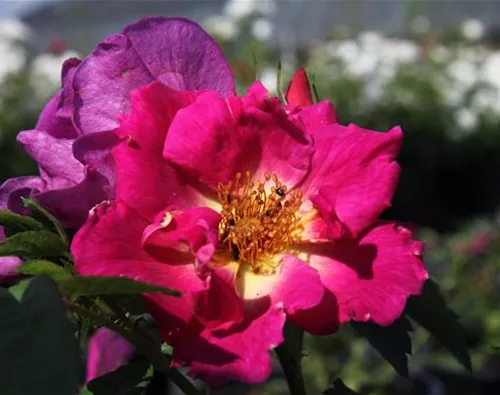 Rosa