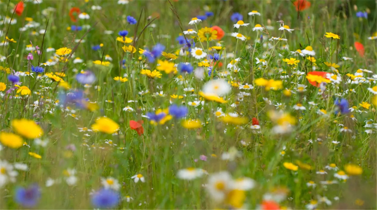 wildblumenwiese anlegen.png