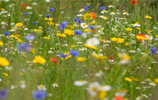 Wildblumenwiese anlegen für eine pflegeleichte Blütenpracht Wildblumenwiese anlegen für eine pflegeleichte Blütenpracht