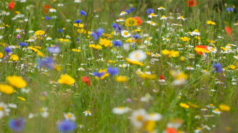 Wildblumenwiese anlegen für eine pflegeleichte Blütenpracht Wildblumenwiese anlegen für eine pflegeleichte Blütenpracht