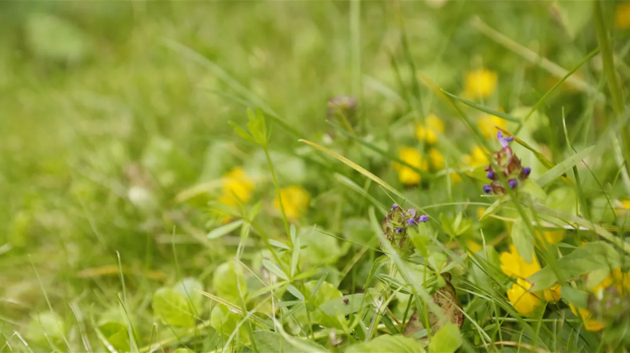 rasen blumenwiese.png
