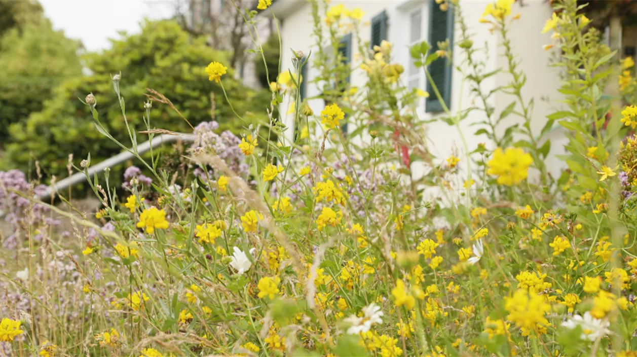 wildblumenwiese mehrjaehrig.png